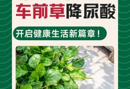 车前草治疗痛风的正确用法(车前草治疗痛风的正确用法图片)