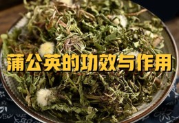 车前草的功效和作用主治蒲公英(车前草的功效与作用蒲公英茶的功效与作用)