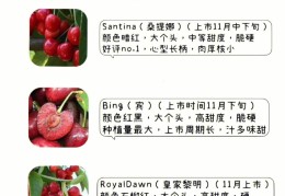 车厘子品种排名前十(车厘子品种排名前十英文)