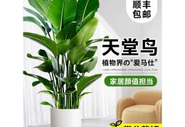 新房怎么样除甲醛植物(新房如何除甲醛方法)