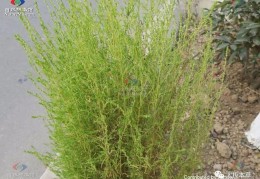 地肤子的功效作用与主治(地肤子的功效作用与主治与用量禁忌)