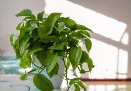 房间里吸甲醛效果最高的是什么植物(室内最吸甲醛的植物是什么)