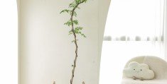 去除甲醛最好的绿植(去除甲醛的绿植排名)