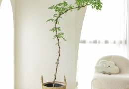 去除甲醛最好的绿植(去除甲醛的绿植排名)
