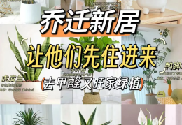 除甲醛最好方式是哪种(除甲醛最好用什么方法)