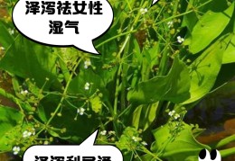 泽泻的功效作用与主治(石菖蒲的功效作用与主治)