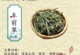 车前草的功效和作用主治及禁忌(车前草的功效与作用及禁忌副作用)