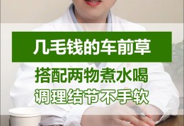 车前草治前列腺炎要喝多长时间(车前草能治前列腺炎要吃几次有效的)