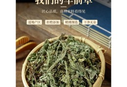车前草的作用和功能主治(车前草的作用和功能主治痛风用什么草药)