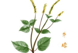 川牛膝功效作用与主治(鸡血藤的功效作用与主治)