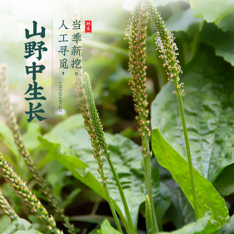 车前草的功效和作用主治(夏枯草与车前草的功效和作用主治)