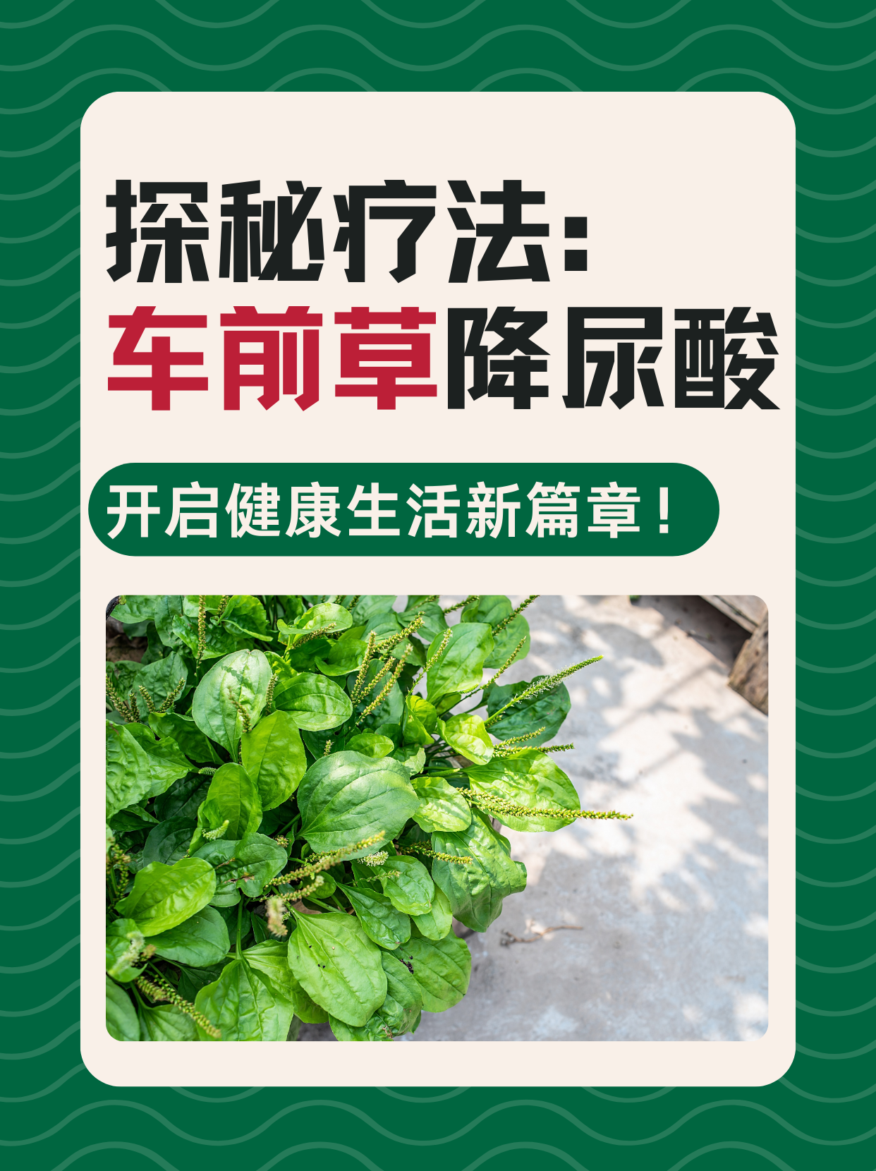 车前草治疗痛风的正确用法(车前草治疗痛风的正确用法图片)