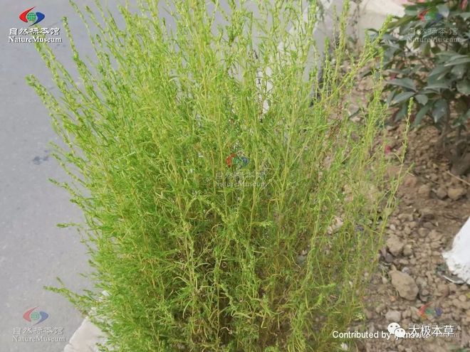 地肤子的功效作用与主治(地肤子的功效作用与主治与用量禁忌)