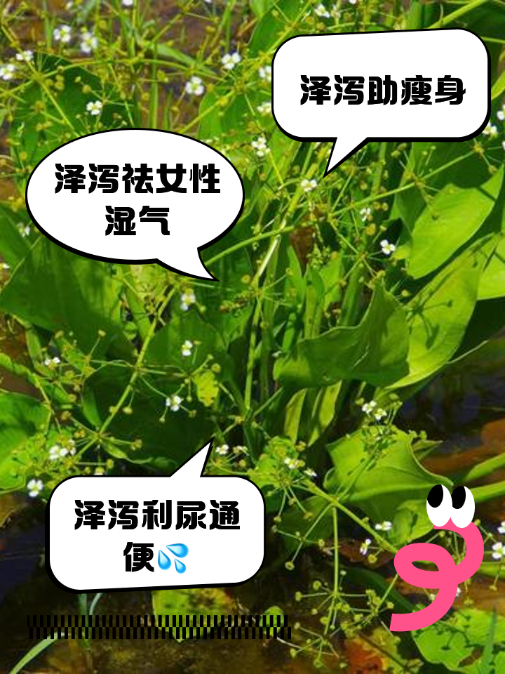 泽泻的功效作用与主治(石菖蒲的功效作用与主治)