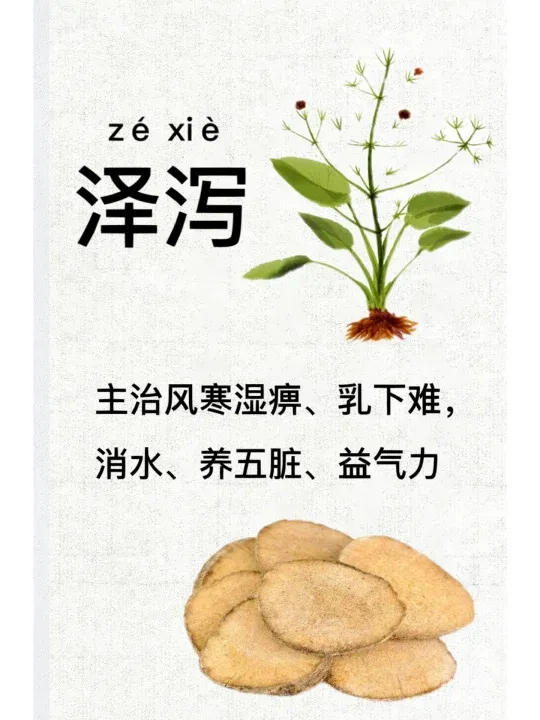 泽泻的功效作用与主治(石菖蒲的功效作用与主治)