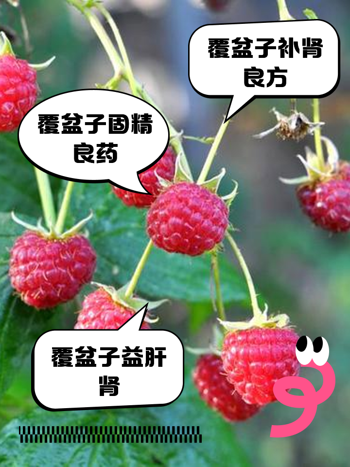 覆盆子的功效作用与主治(覆盆子的功效作用与主治功)