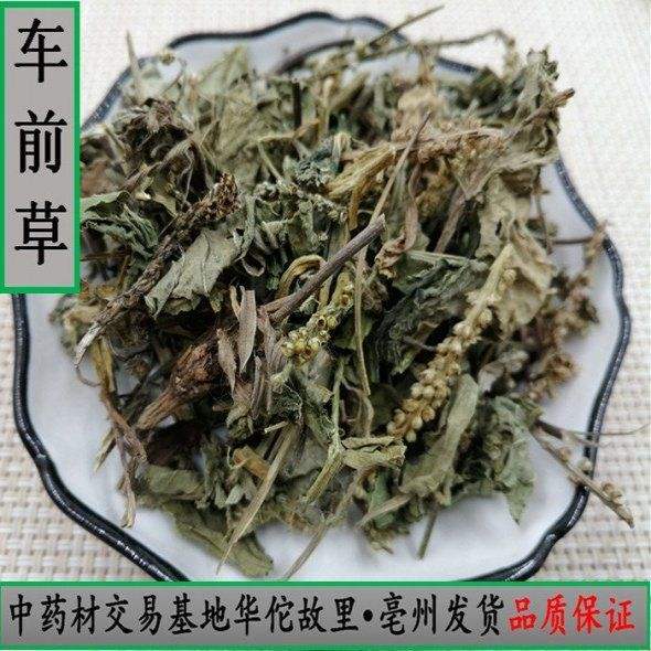 车前草的功效和作用主治痛风吗(车前草的功效与作用治疗痛风怎么吃)