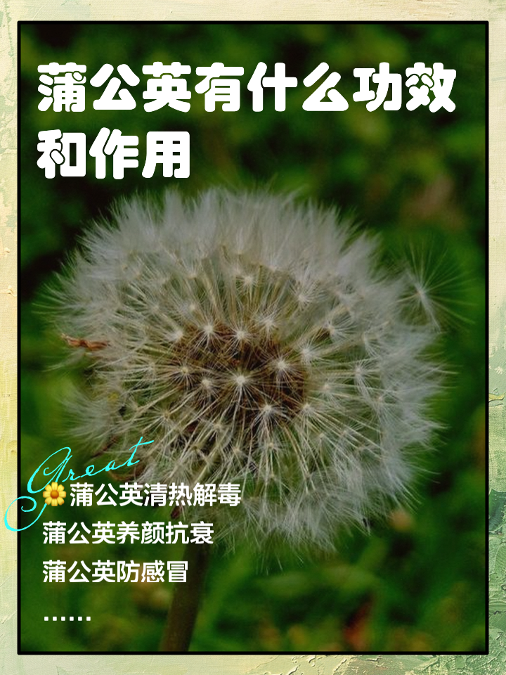 蒲公英的功效作用与主治(蒲公英根的功效作用与主治)