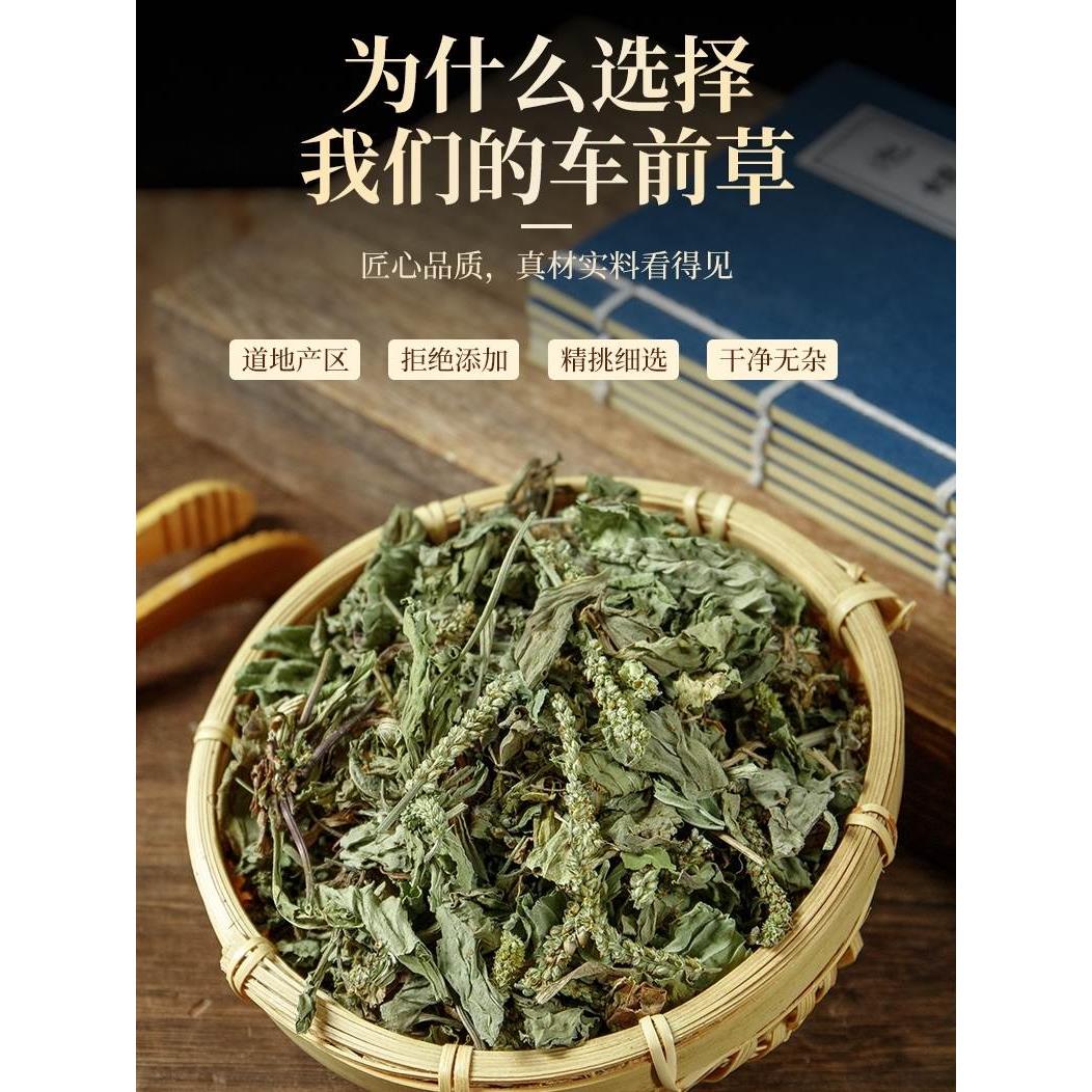 车前草的作用和功能主治(车前草的作用和功能主治痛风用什么草药)