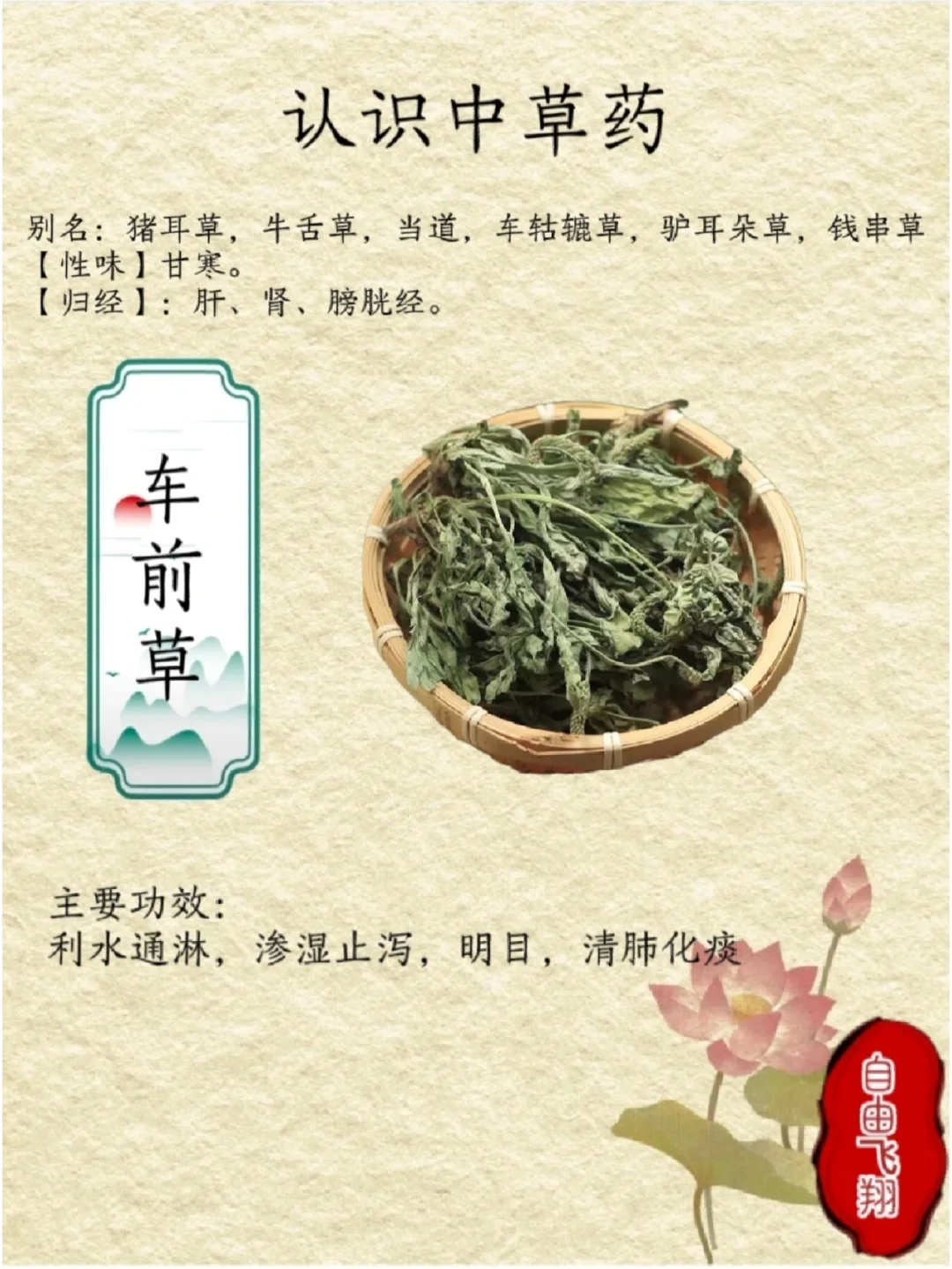 车前草的功效和作用主治及禁忌(车前草的功效与作用及禁忌副作用)